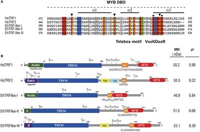 Telomeric Repeat-Binding Factor Homologs in Entamoeba histolytica: New Clues for Telomeric Research